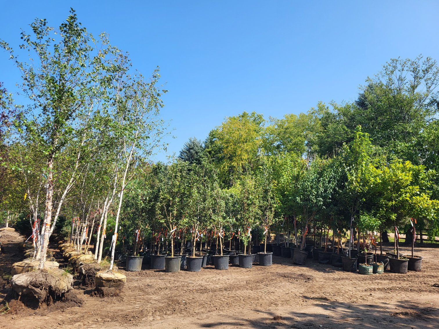 Image for Nursery Overstock Fall 2024