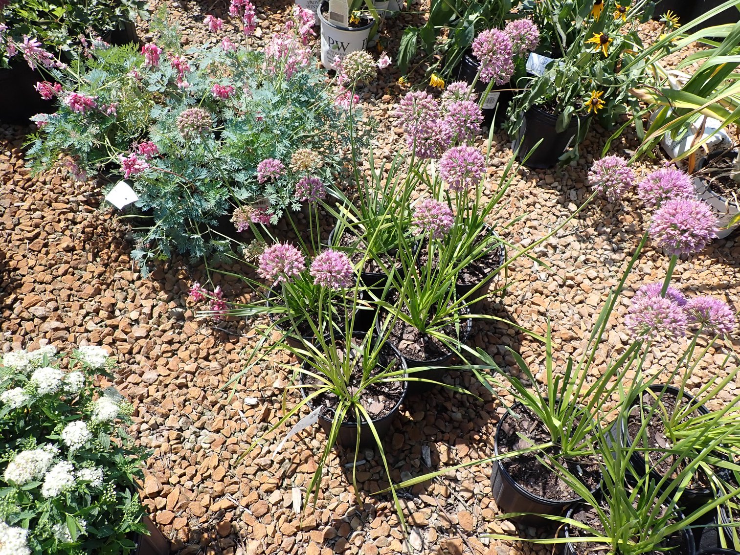 Image for Nursery Overstock Fall 2024