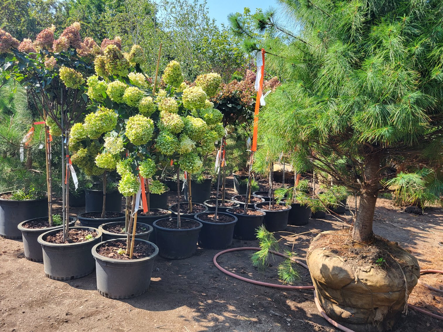 Image for Nursery Overstock Fall 2024