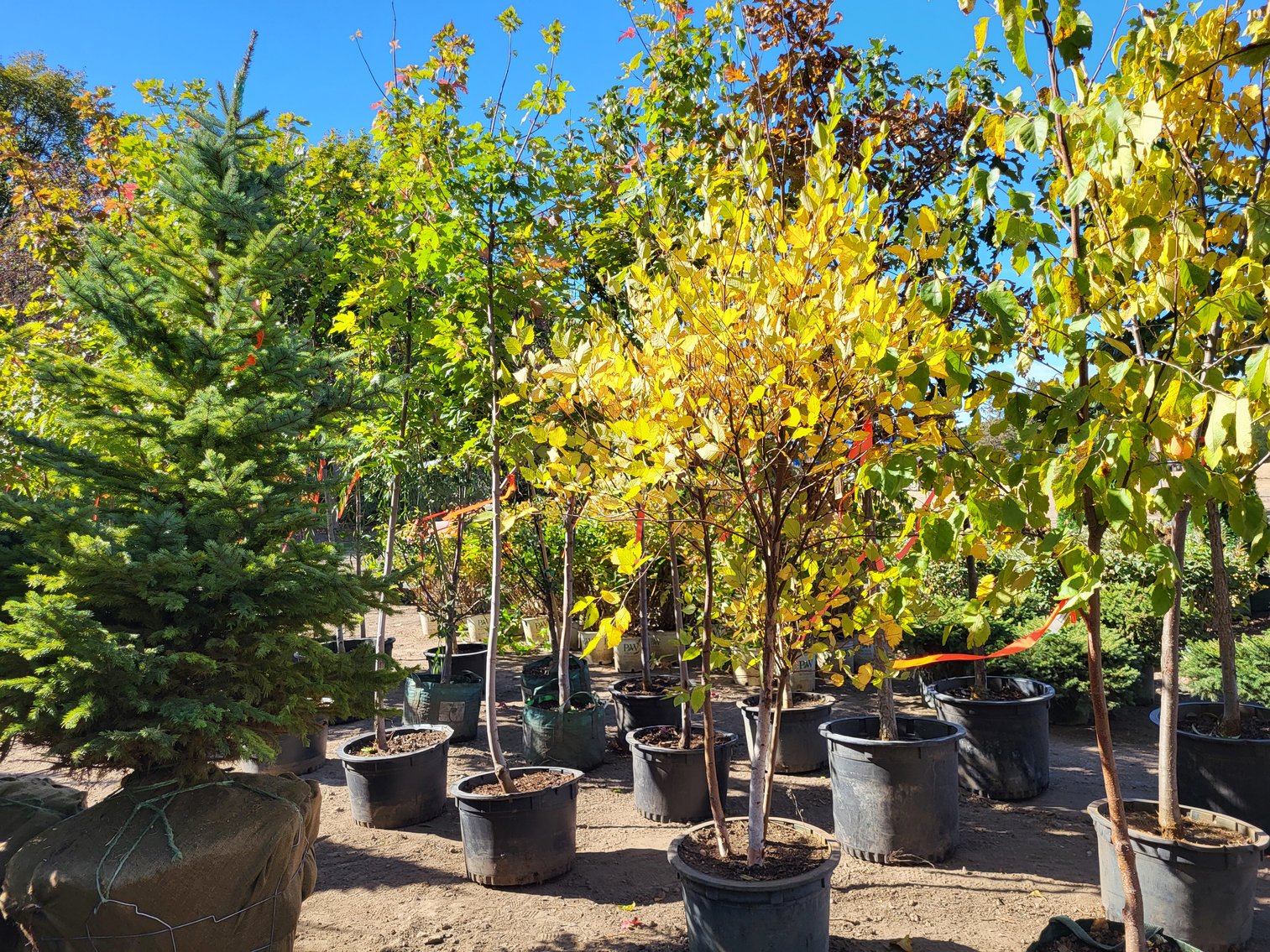 Image for Nursery Overstock October 2024