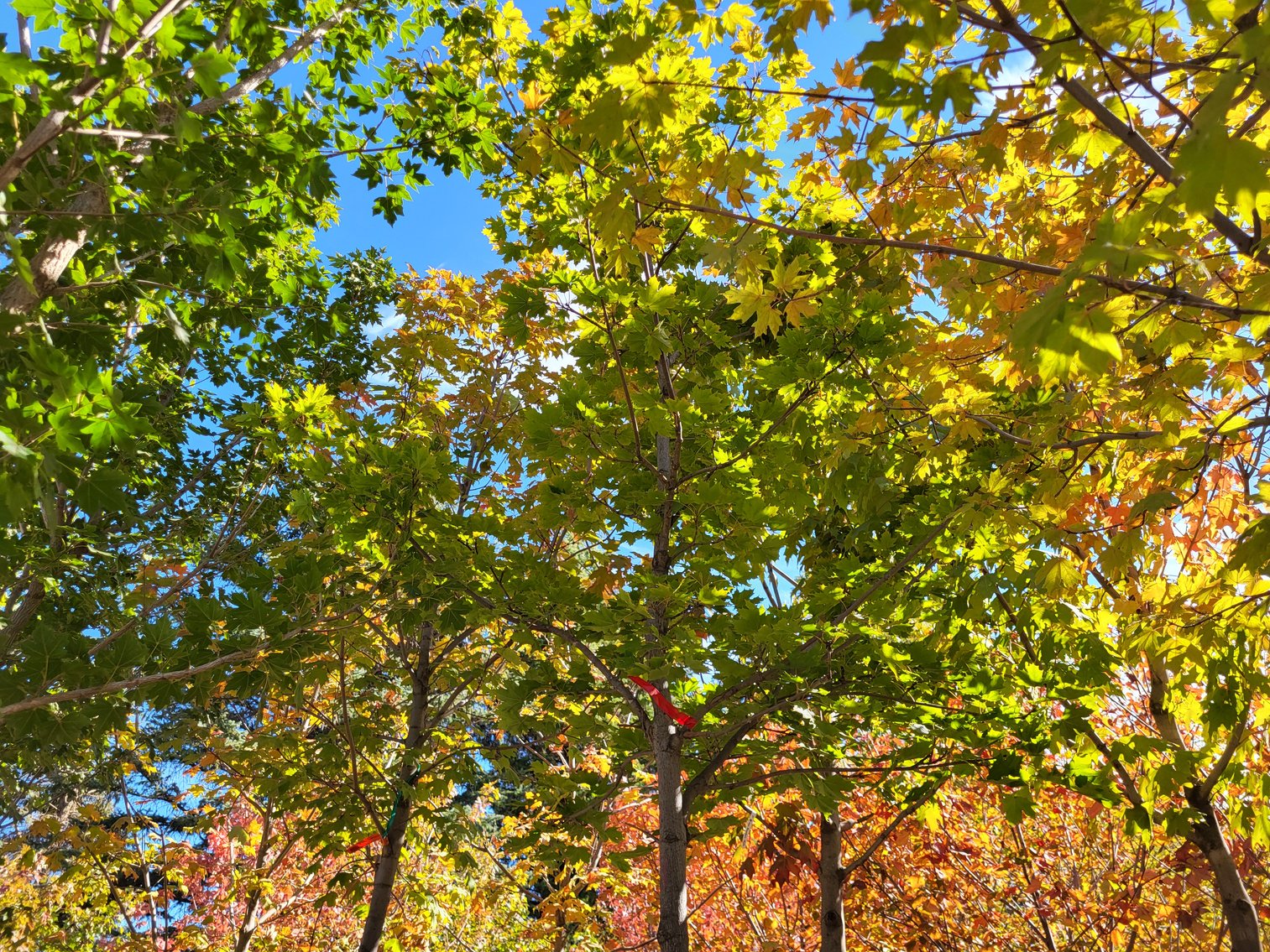 Image for Nursery Overstock October 2024