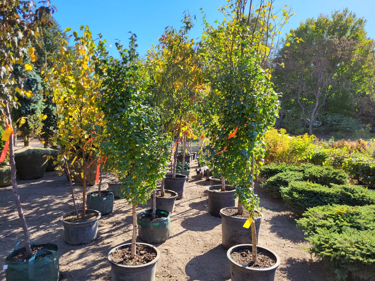 Image for Nursery Overstock October 2024