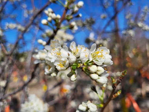 Image for Nursery Overstock Spring 2025