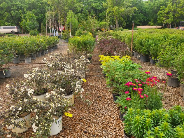 Image for Hollywood Tree Auction I