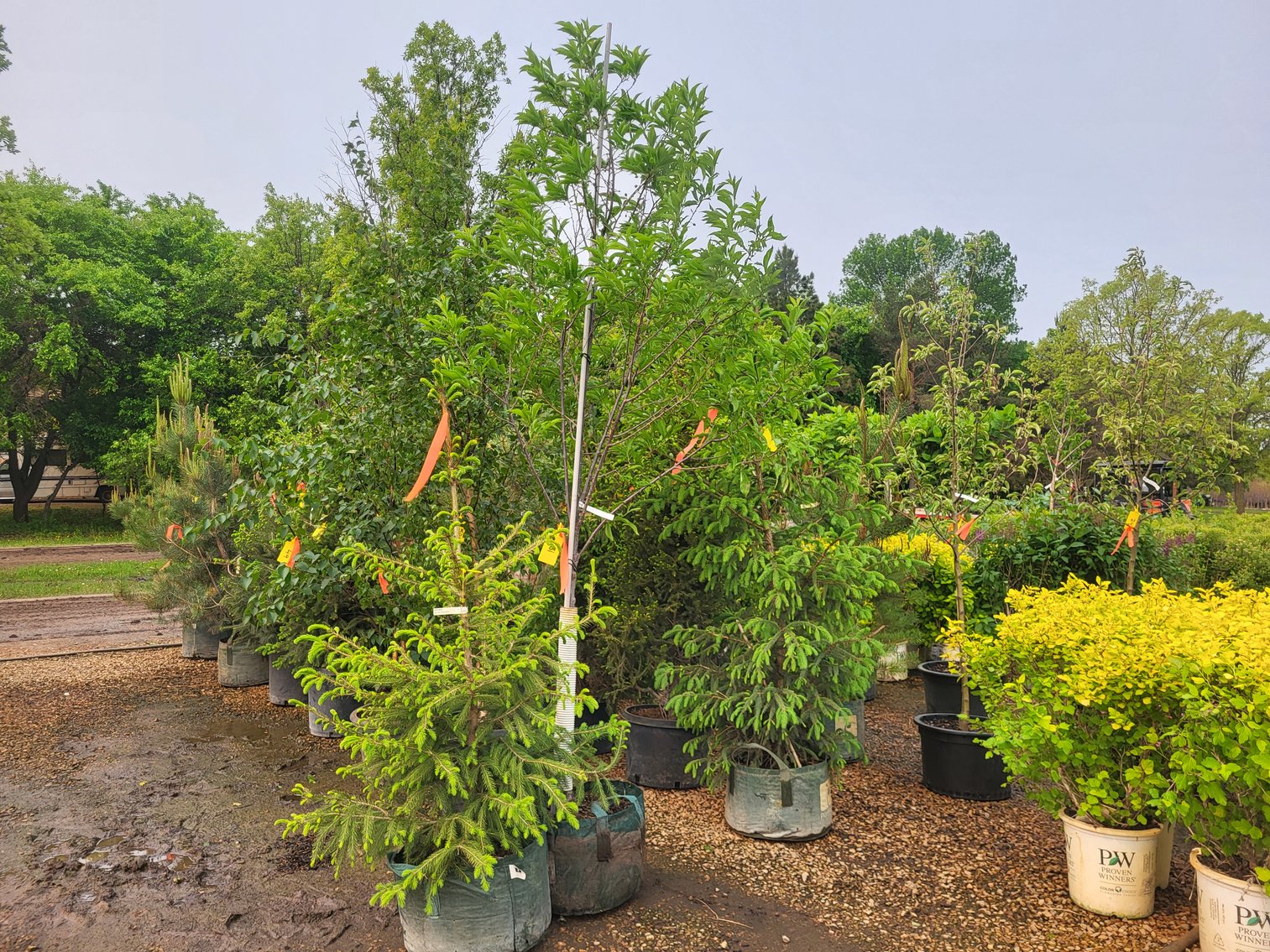 Image for Hollywood Tree Auction I