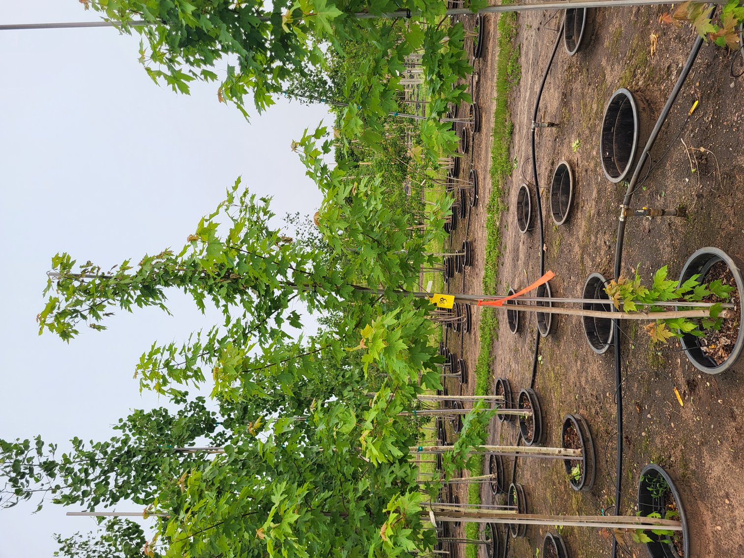 Image for Hollywood Tree Auction I