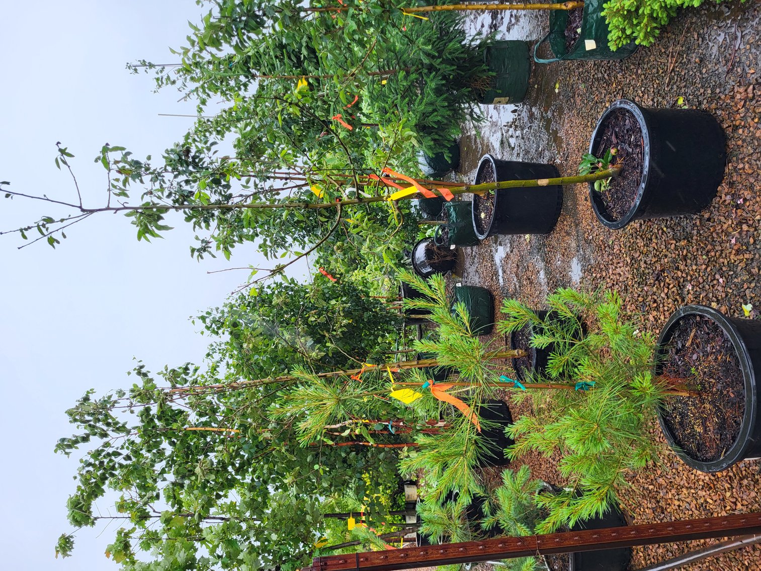 Image for Hollywood Tree Auction II