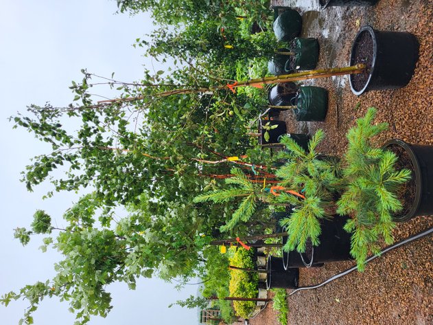 Image for Hollywood Tree Auction II