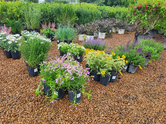 Image for Hollywood Tree Auction II