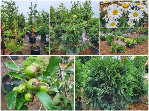 Image for Hollywood Tree Auction II