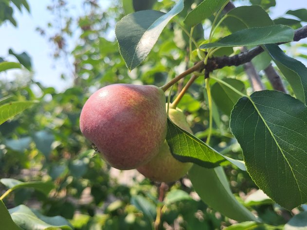 Image for Nursery Overstock September 2026