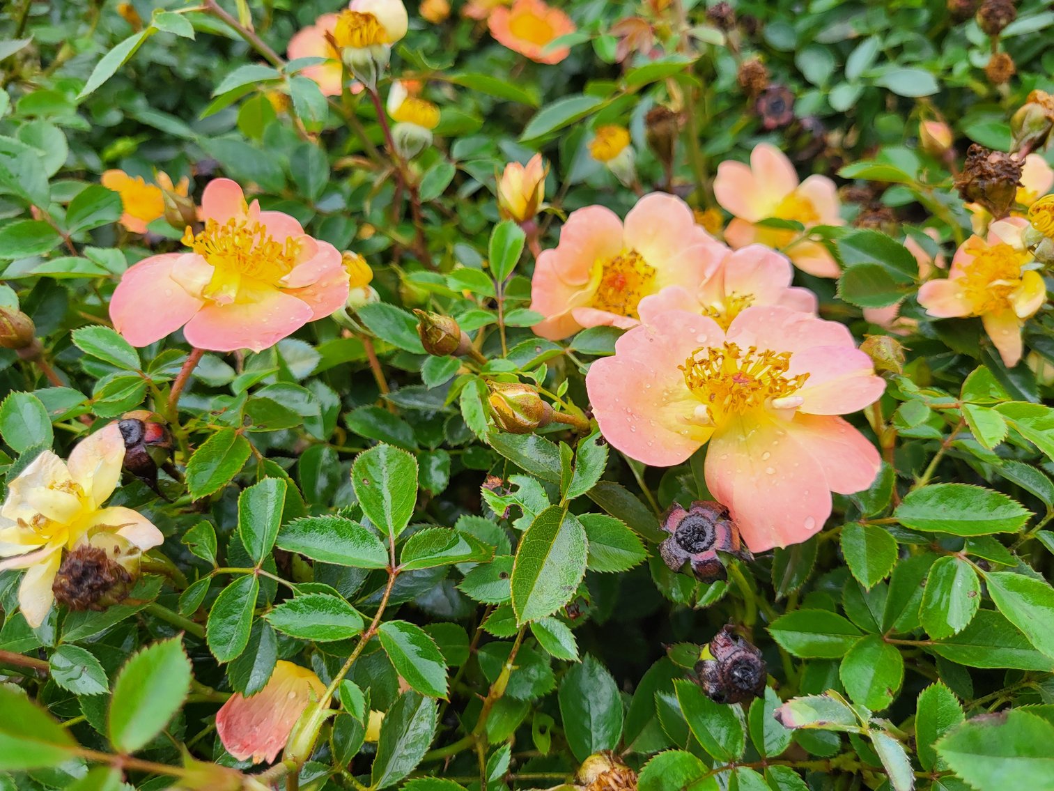 Image for Nursery Overstock September 2026