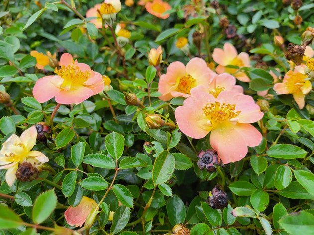 Image for Nursery Overstock September 2026