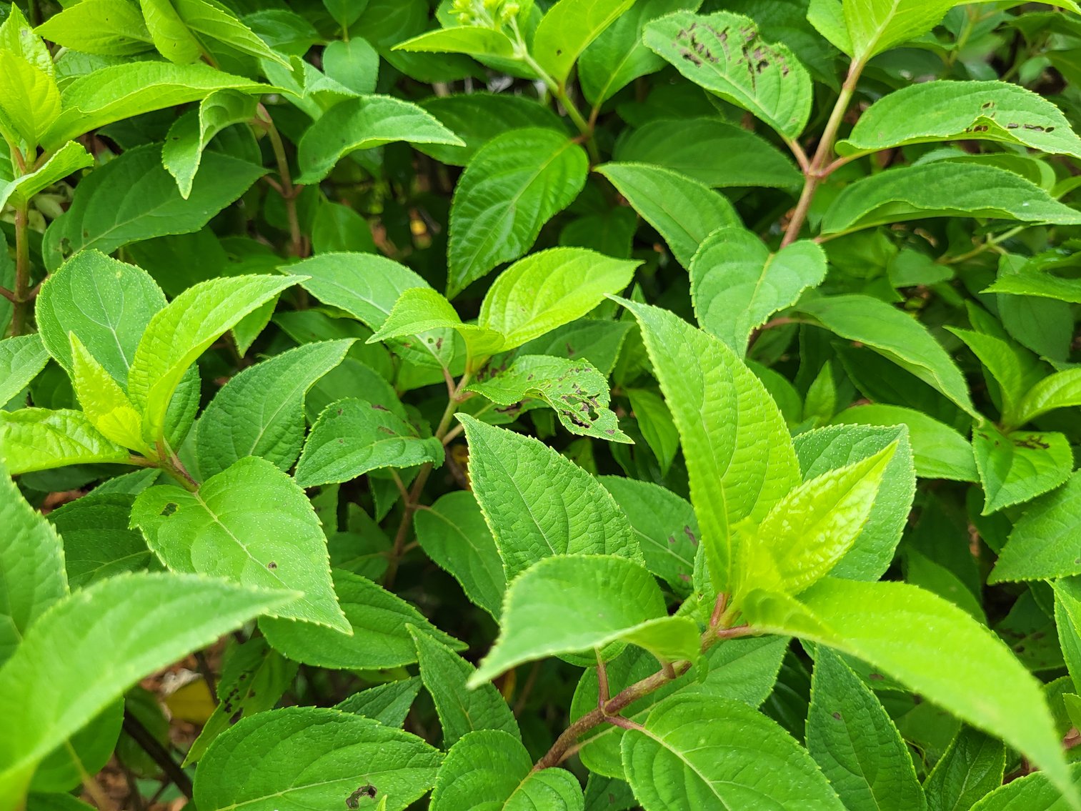 Image for Nursery Overstock May 2026