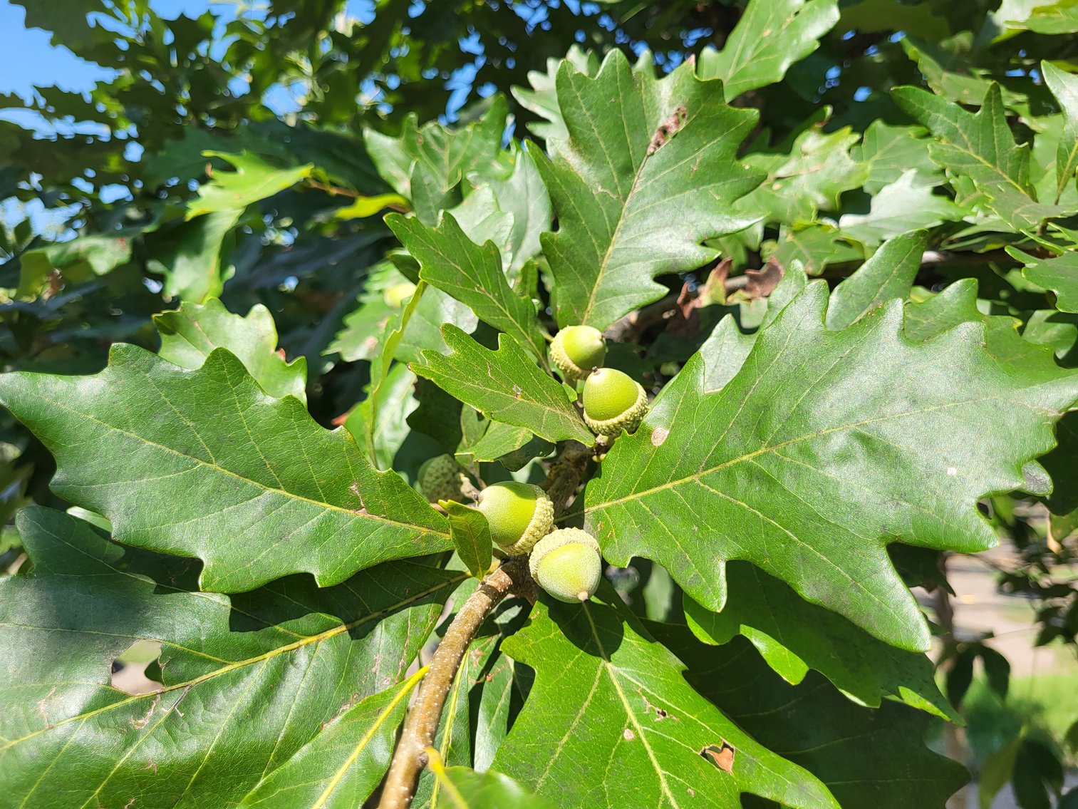 Image for Nursery Overstock May 2026