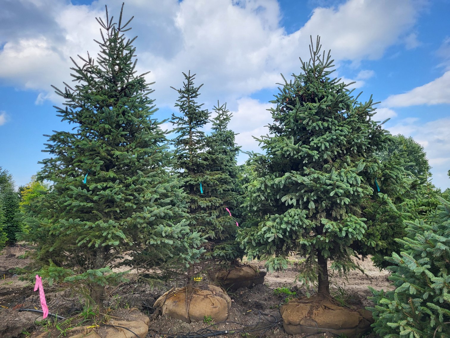 Image for Nursery Overstock May 2026