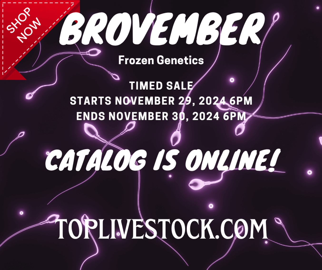 Image for 2024 | BROVEMBER- KIKO Frozen Genetics Sale