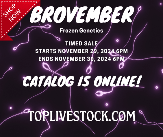 Image for 2024 | BROVEMBER- KIKO Frozen Genetics Sale