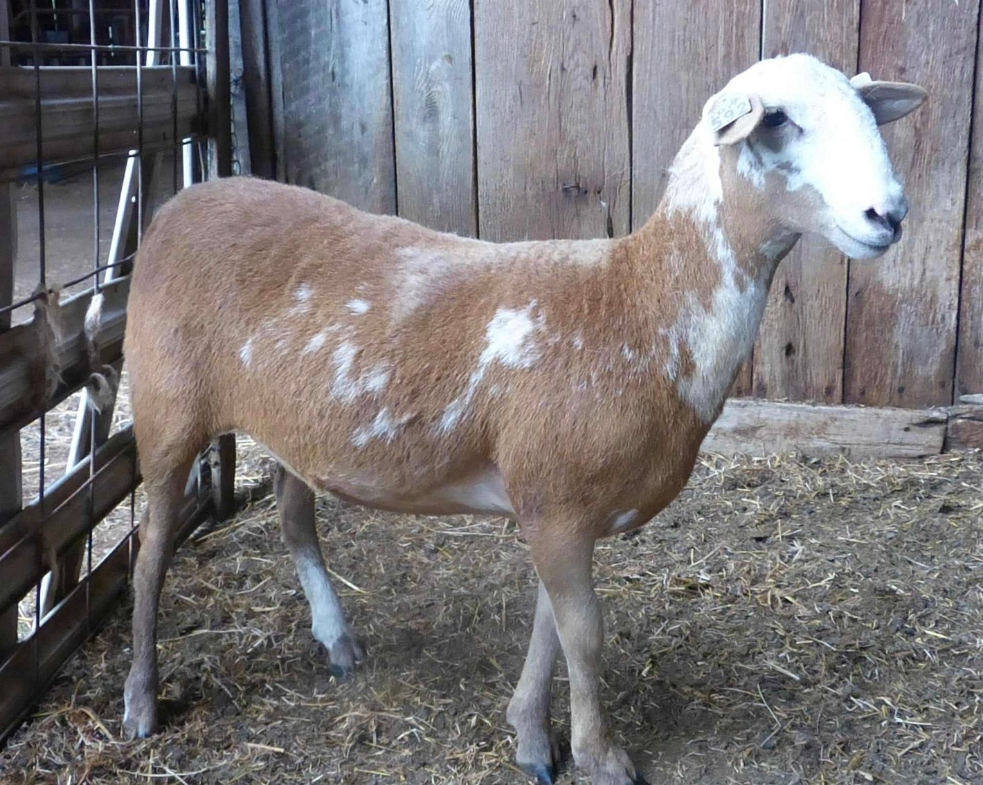 Image for 2025 | Coalfield Hair Sheep Sale