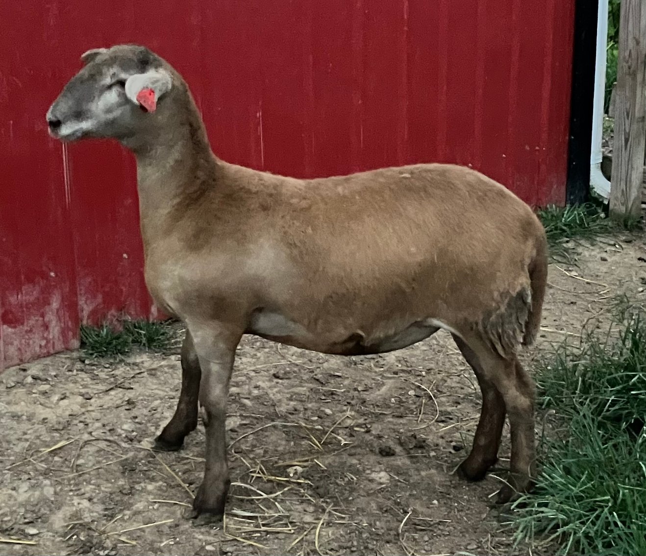 Image for 2025 | Coalfield Hair Sheep Sale