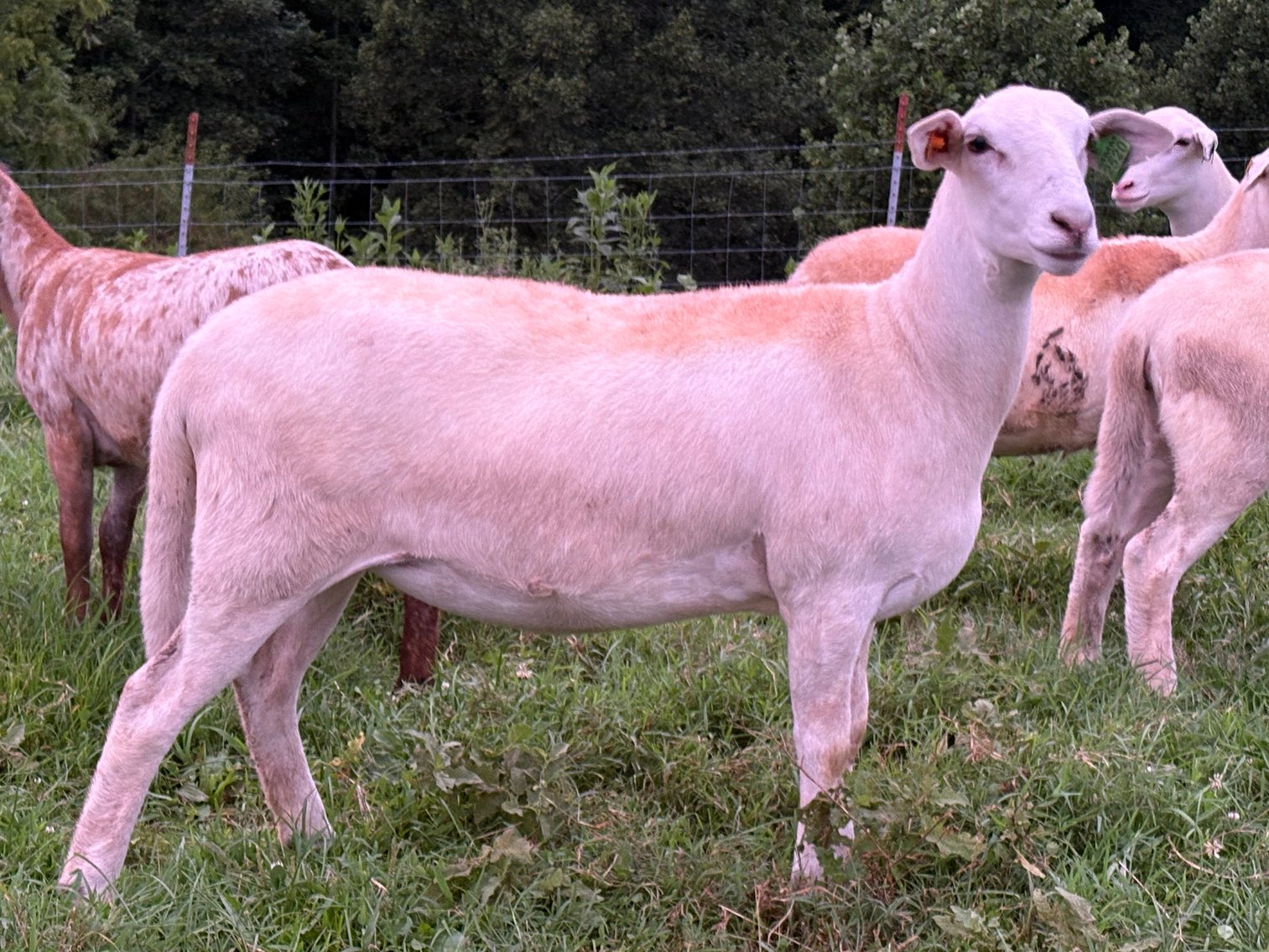 Image for 2025 | Coalfield Hair Sheep Sale