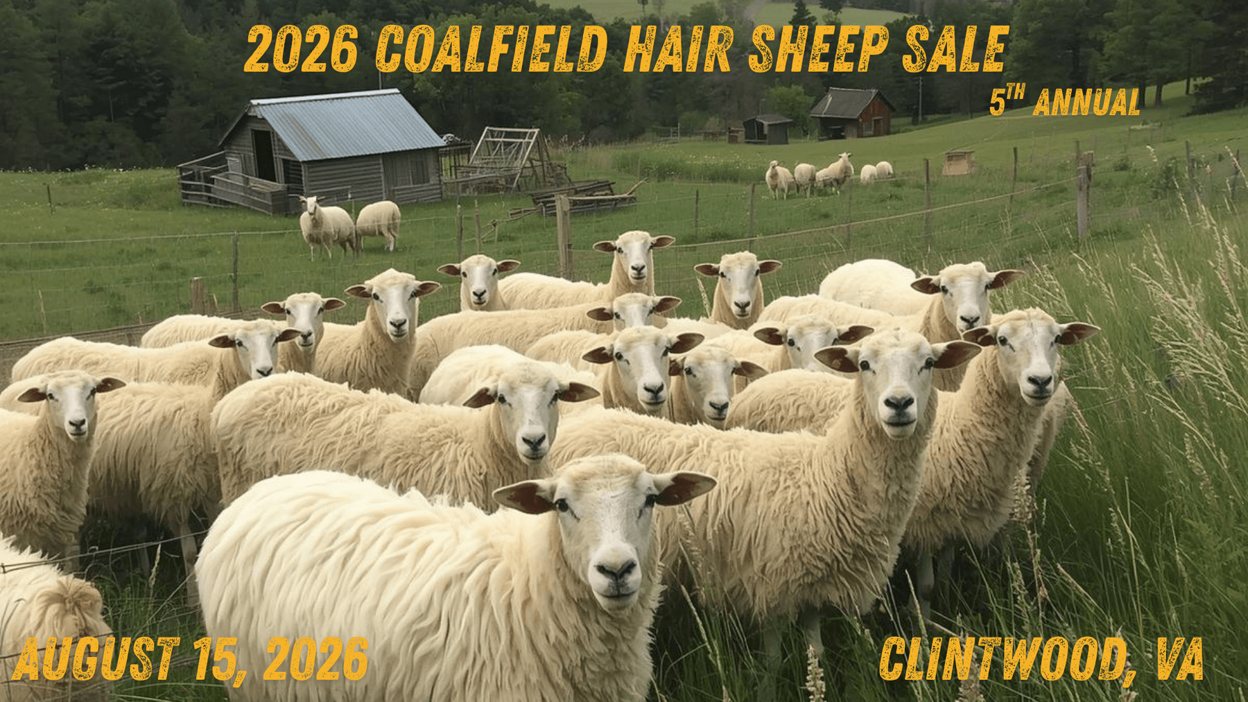 Image for 2026 | Coalfield Hair Sheep Sale