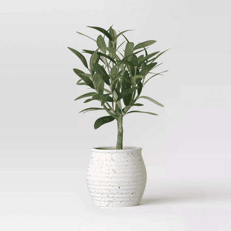 Image for Auction #302