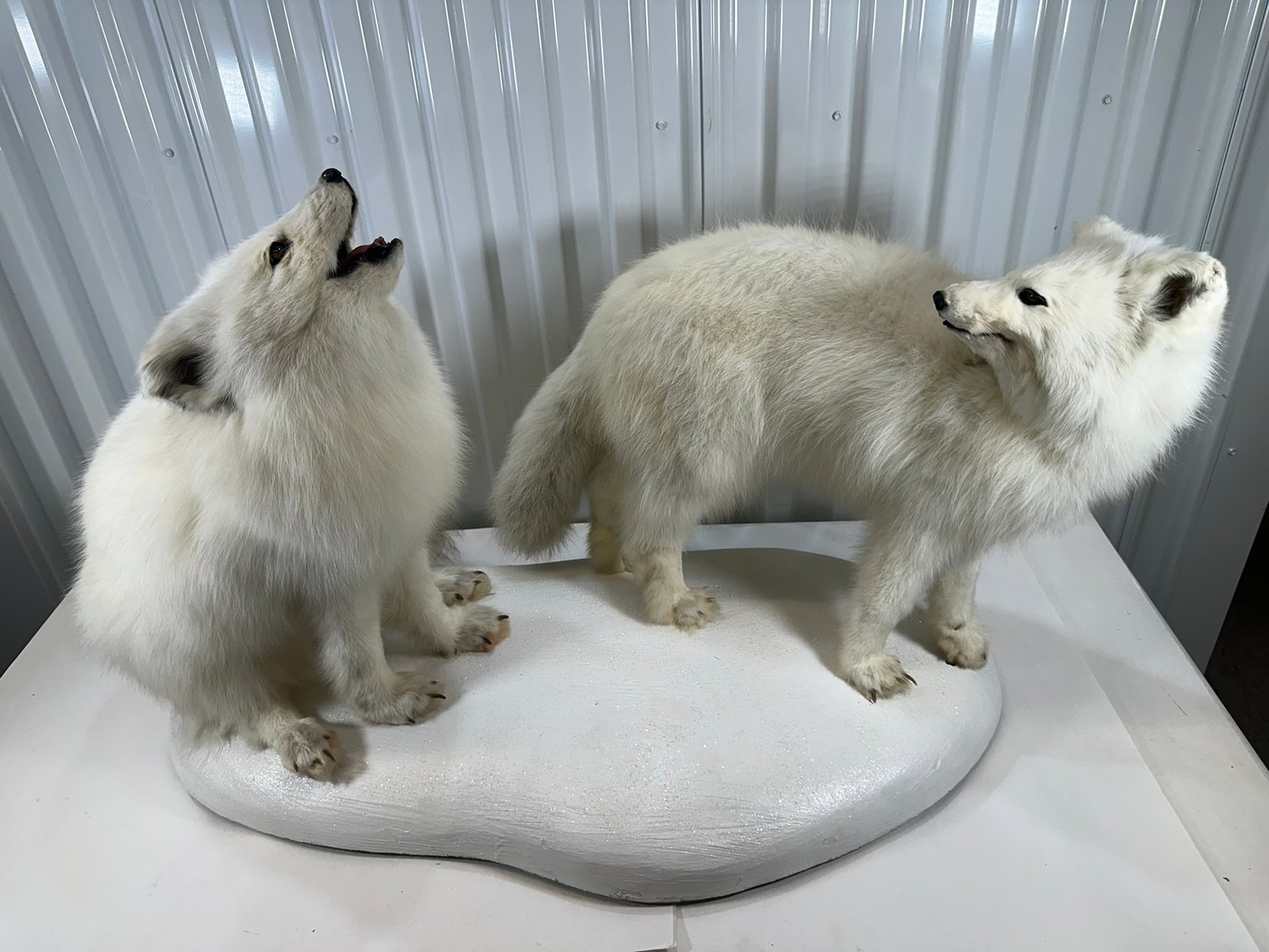 Image for ANTIQUES - BEER STEINS, TAXIDERMY- 750+ LOTS