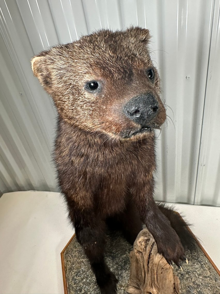 Image for ANTIQUES - BEER STEINS, TAXIDERMY- 750+ LOTS