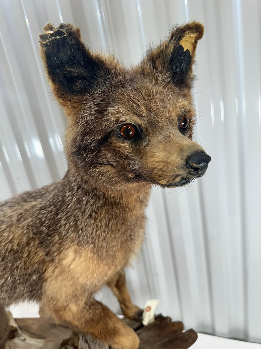 Image for ANTIQUES - BEER STEINS, TAXIDERMY- 750+ LOTS