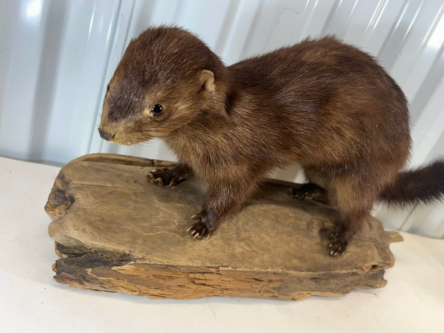 Image for ANTIQUES - BEER STEINS, TAXIDERMY- 750+ LOTS