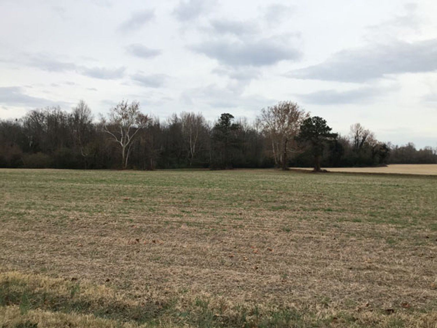 Image for 197 Acres in Harnett County Divided into Multiple Tracts with a Brick Ranch Home!