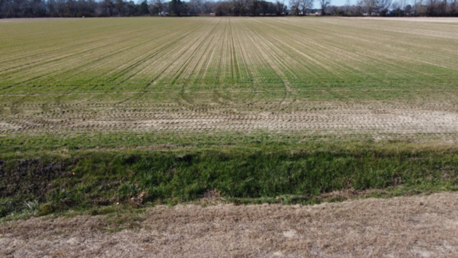 Image for 197 Acres in Harnett County Divided into Multiple Tracts with a Brick Ranch Home!