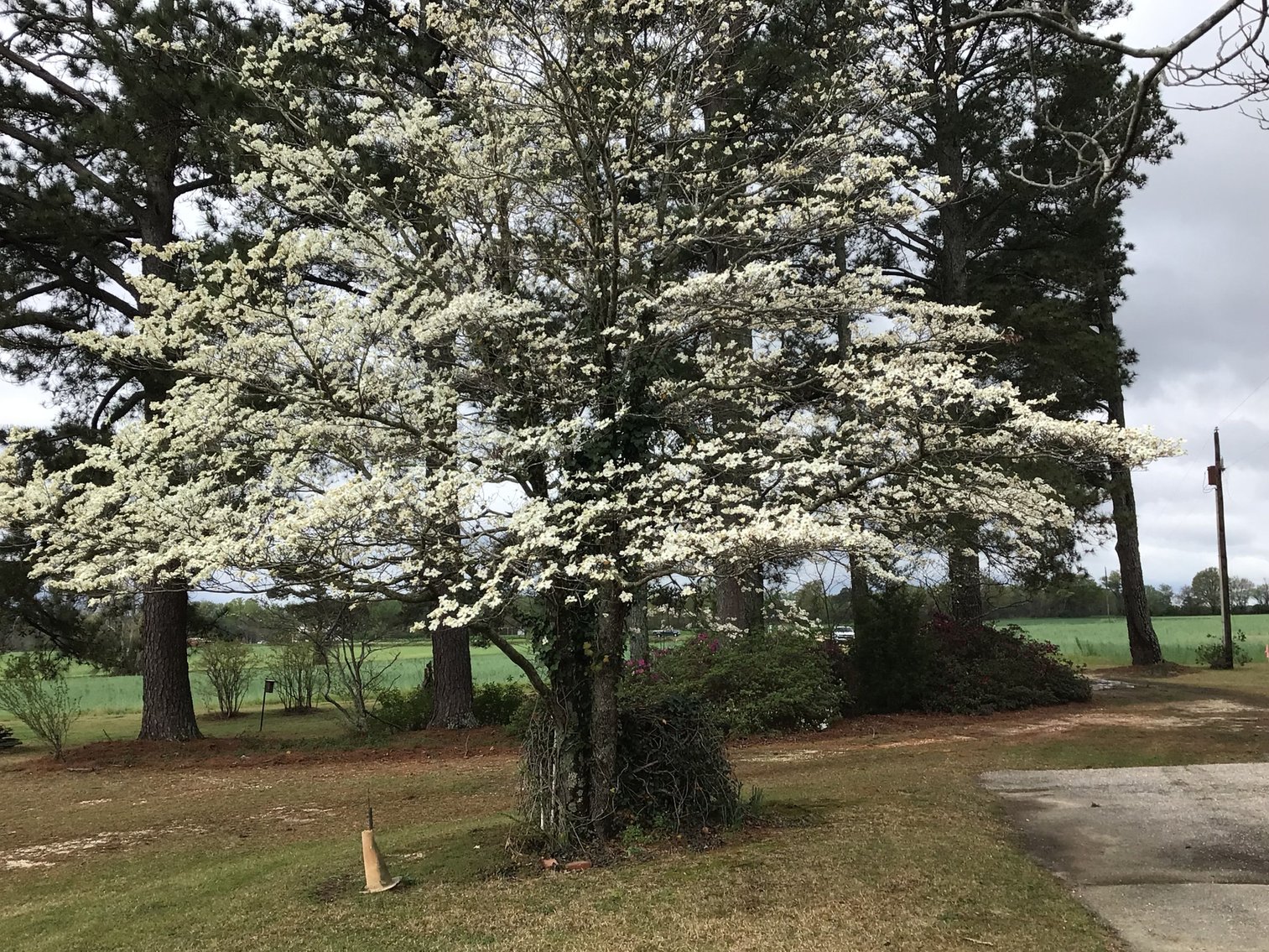 Image for 197 Acres in Harnett County Divided into Multiple Tracts with a Brick Ranch Home!