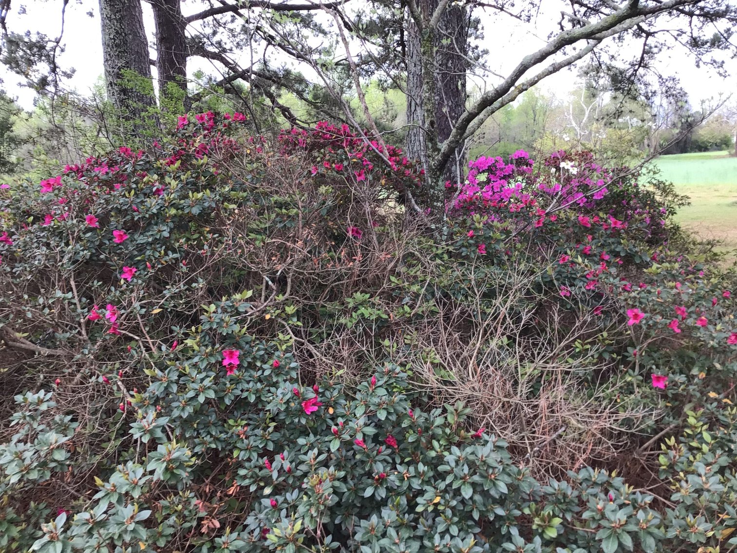 Image for 197 Acres in Harnett County Divided into Multiple Tracts with a Brick Ranch Home!