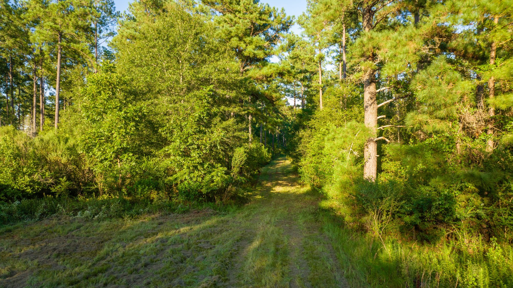 Image for 600+/- Acres - Bedenbaugh Place - Sumter County, GA
