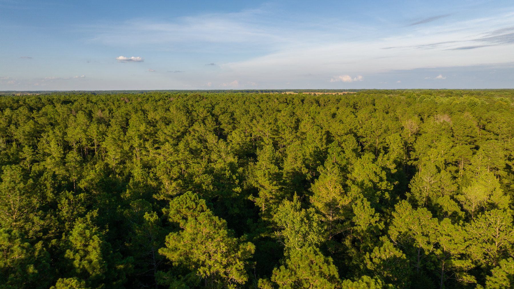 Image for 600+/- Acres - Bedenbaugh Place - Sumter County, GA