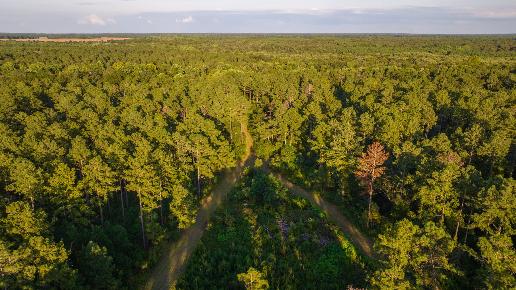 Image for 600+/- Acres - Bedenbaugh Place - Sumter County, GA