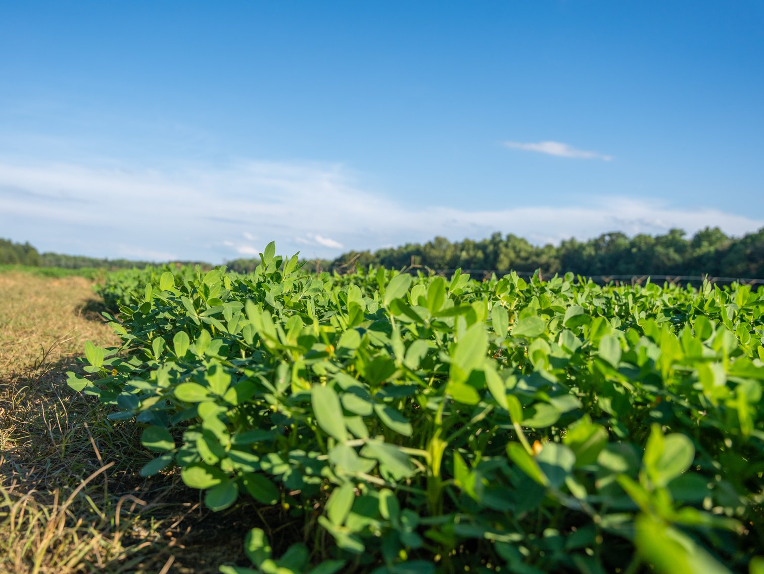 Image for 600+/- Acres - Bedenbaugh Place - Sumter County, GA