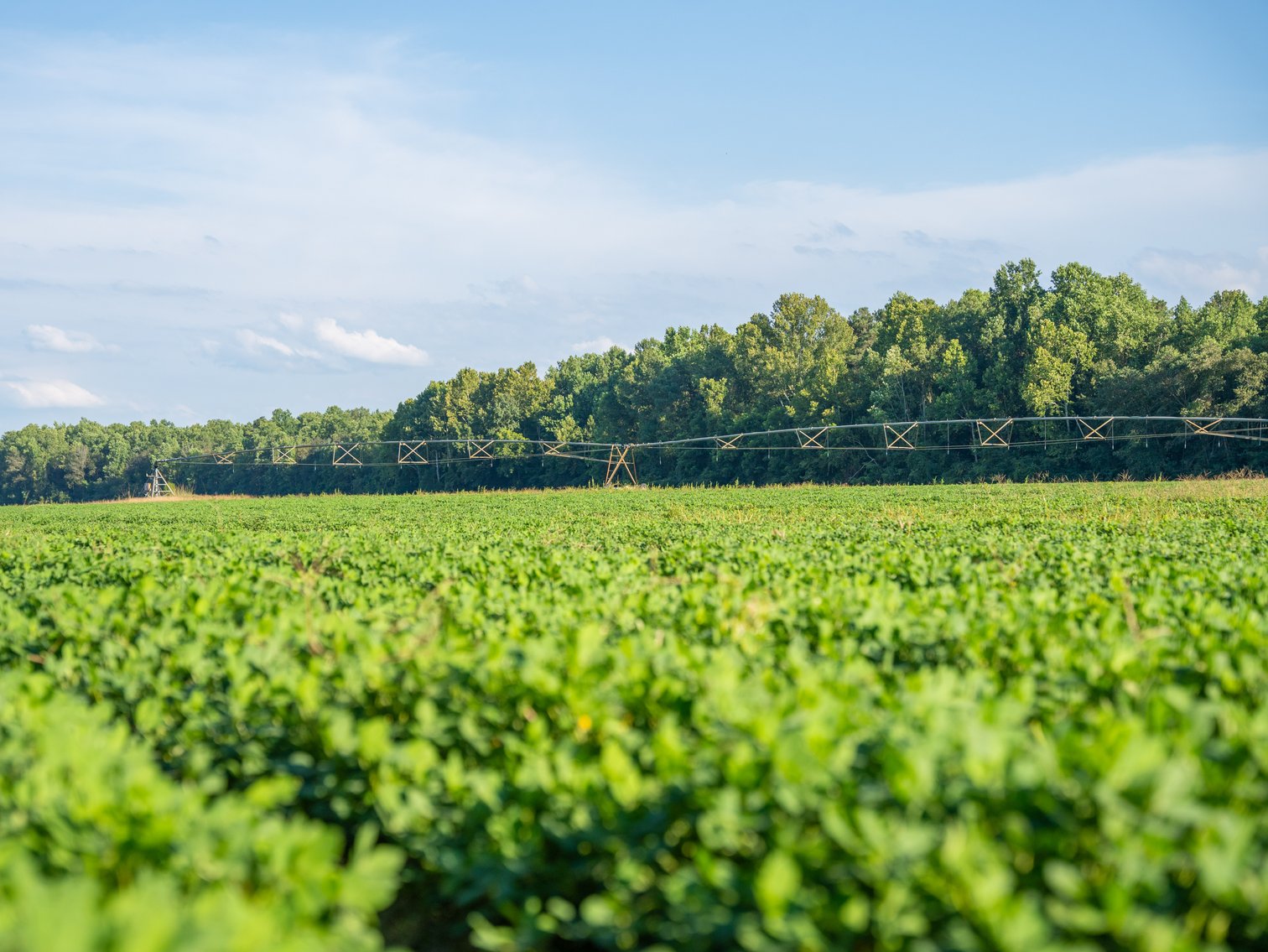 Image for 600+/- Acres - Bedenbaugh Place - Sumter County, GA