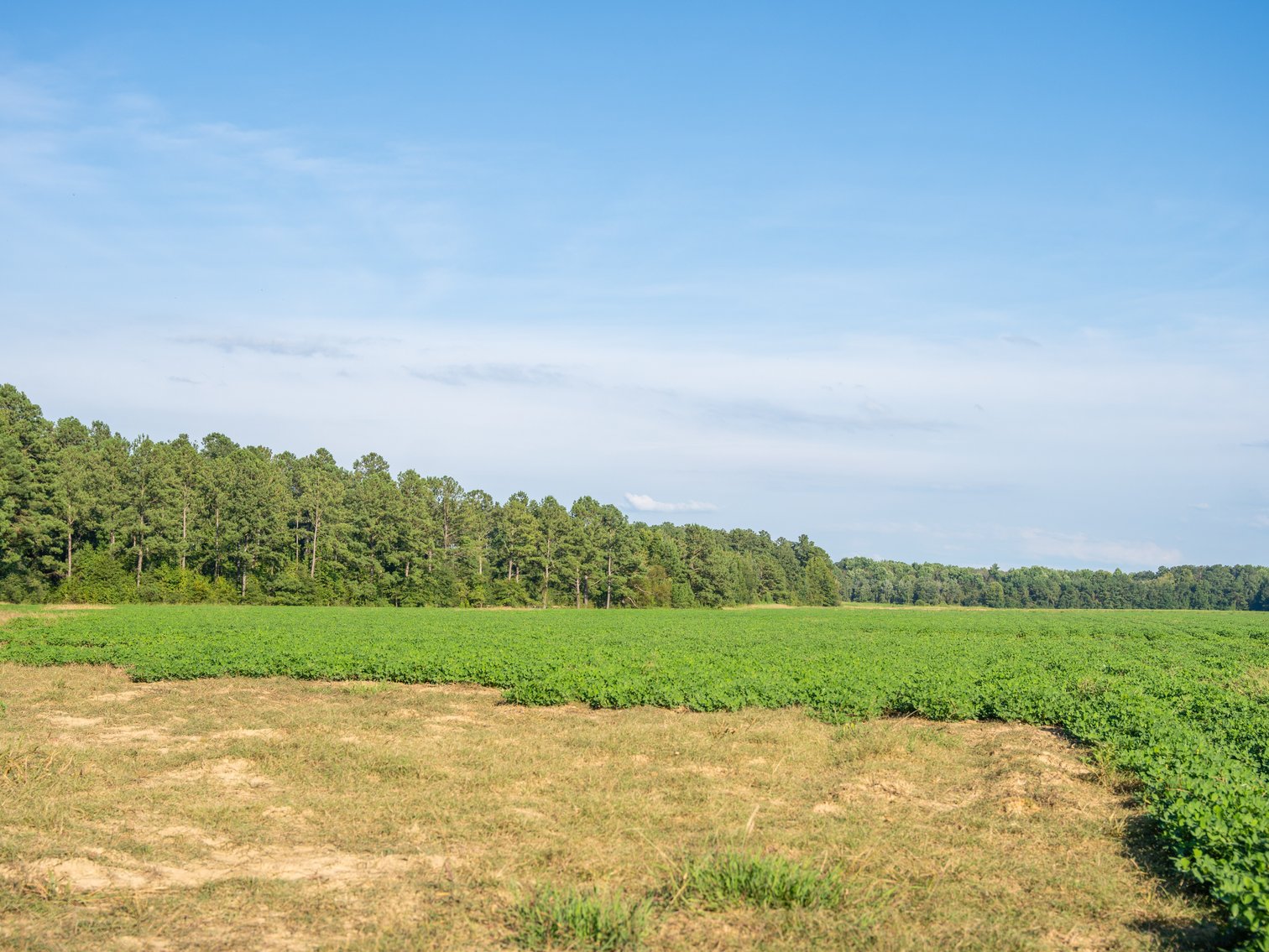Image for 600+/- Acres - Bedenbaugh Place - Sumter County, GA