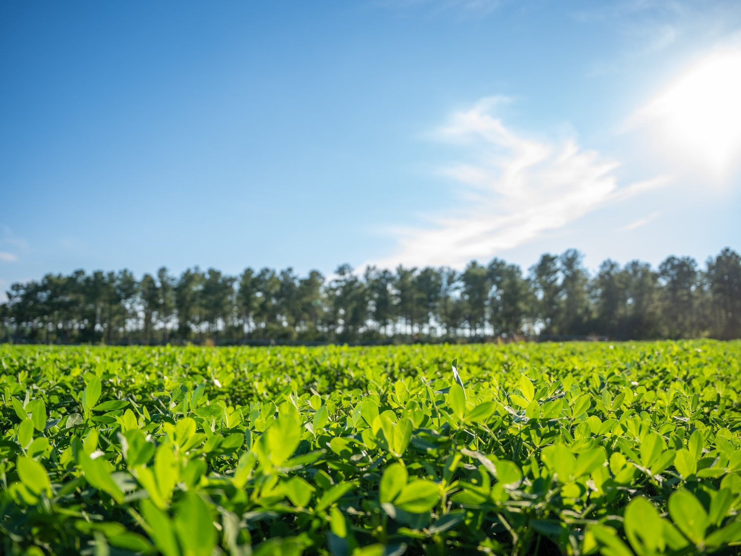 Image for 600+/- Acres - Bedenbaugh Place - Sumter County, GA