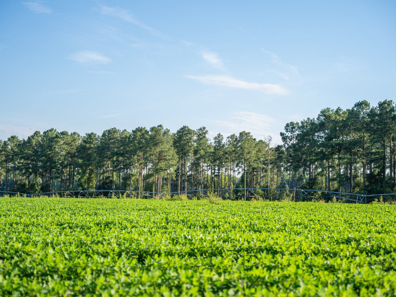 Image for 600+/- Acres - Bedenbaugh Place - Sumter County, GA