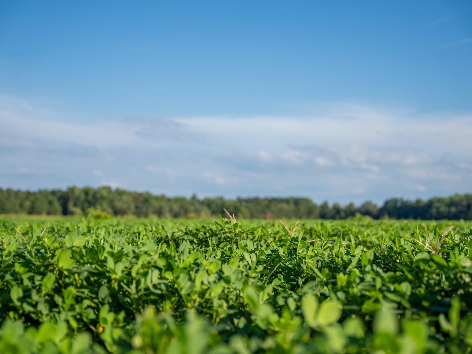 Image for 600+/- Acres - Bedenbaugh Place - Sumter County, GA