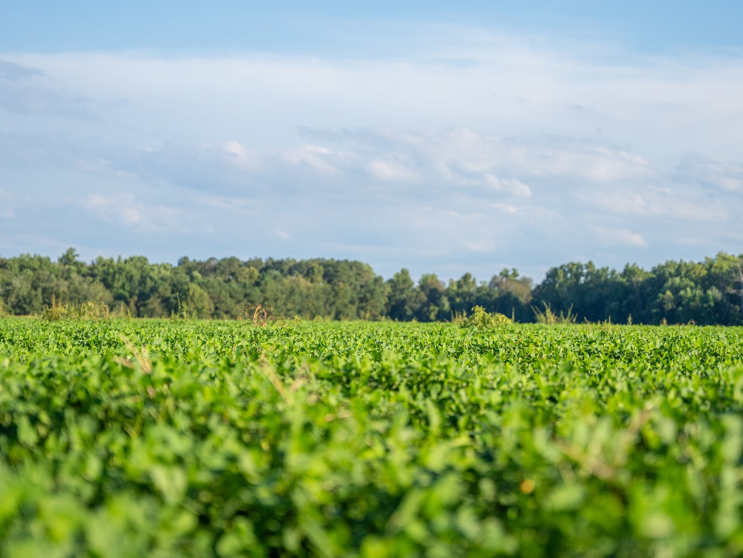 Image for 600+/- Acres - Bedenbaugh Place - Sumter County, GA