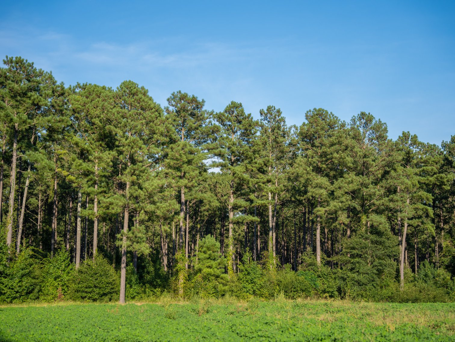 Image for 600+/- Acres - Bedenbaugh Place - Sumter County, GA
