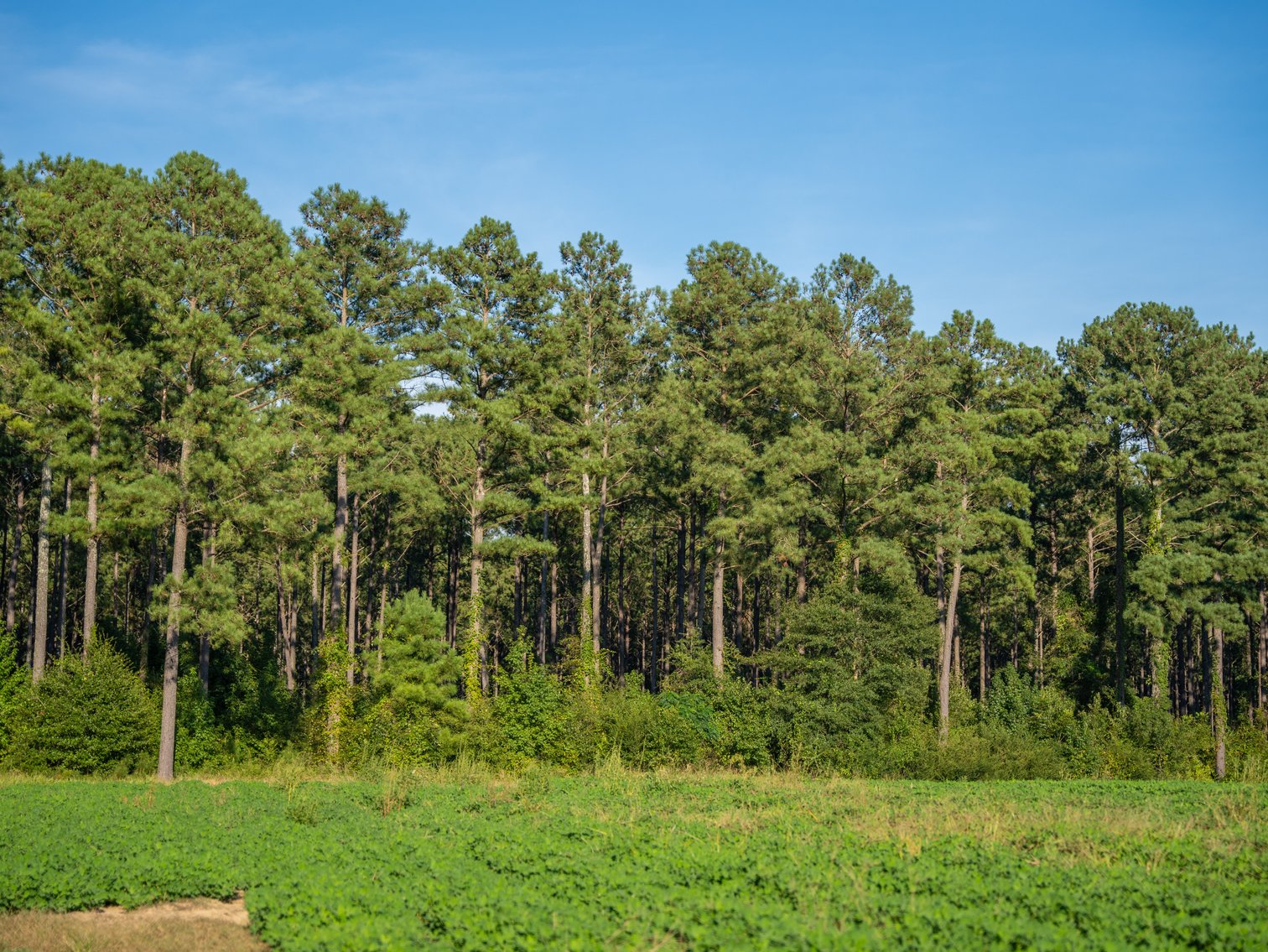 Image for 600+/- Acres - Bedenbaugh Place - Sumter County, GA