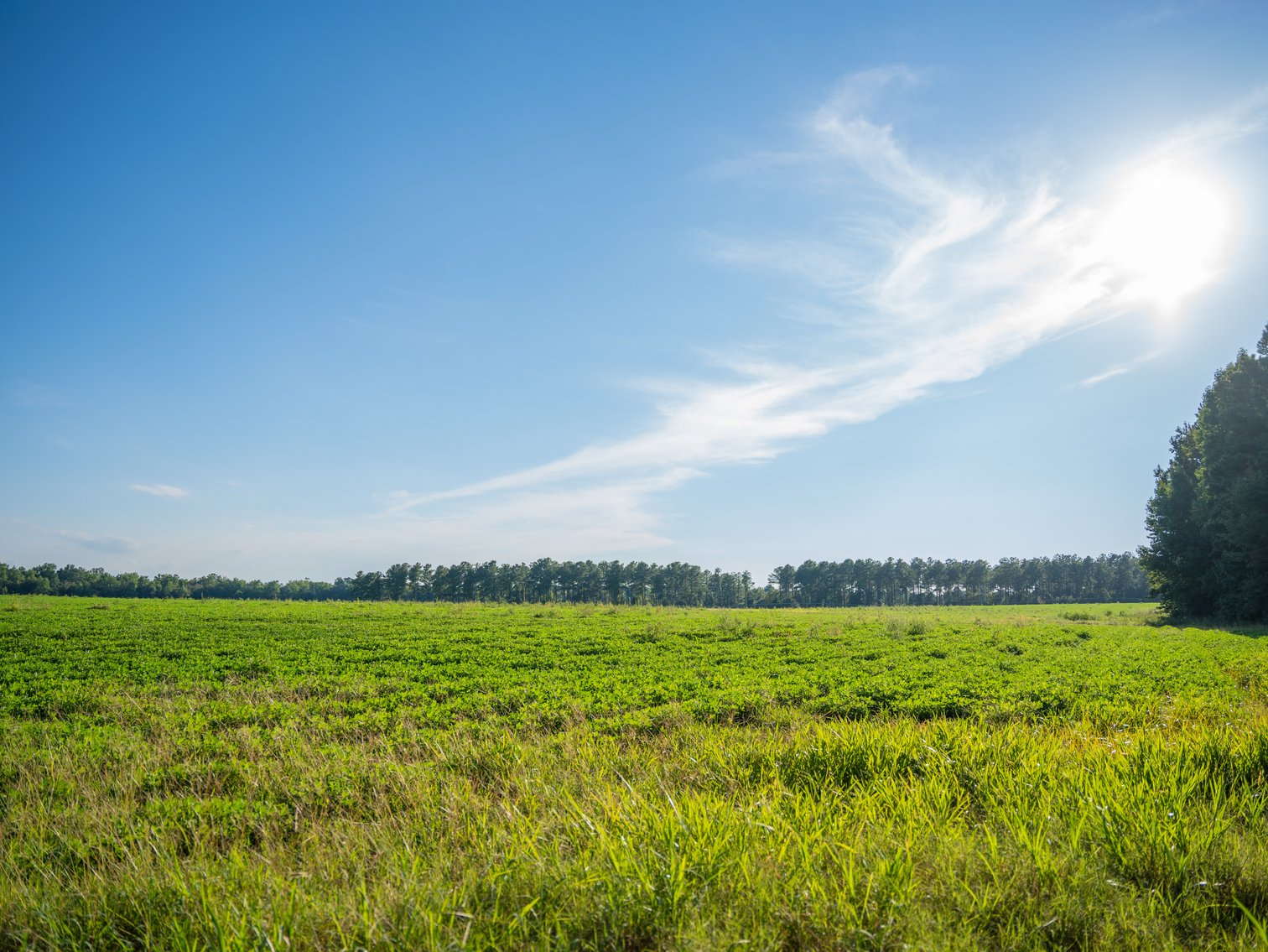 Image for 600+/- Acres - Bedenbaugh Place - Sumter County, GA