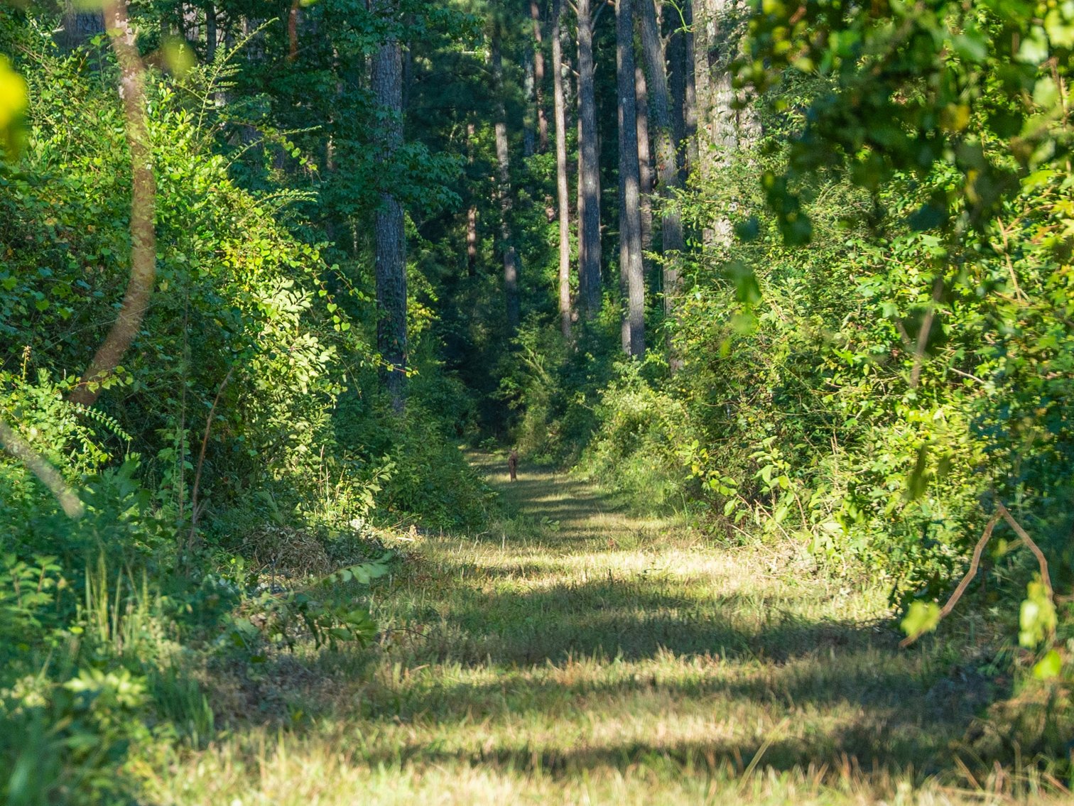 Image for 600+/- Acres - Bedenbaugh Place - Sumter County, GA