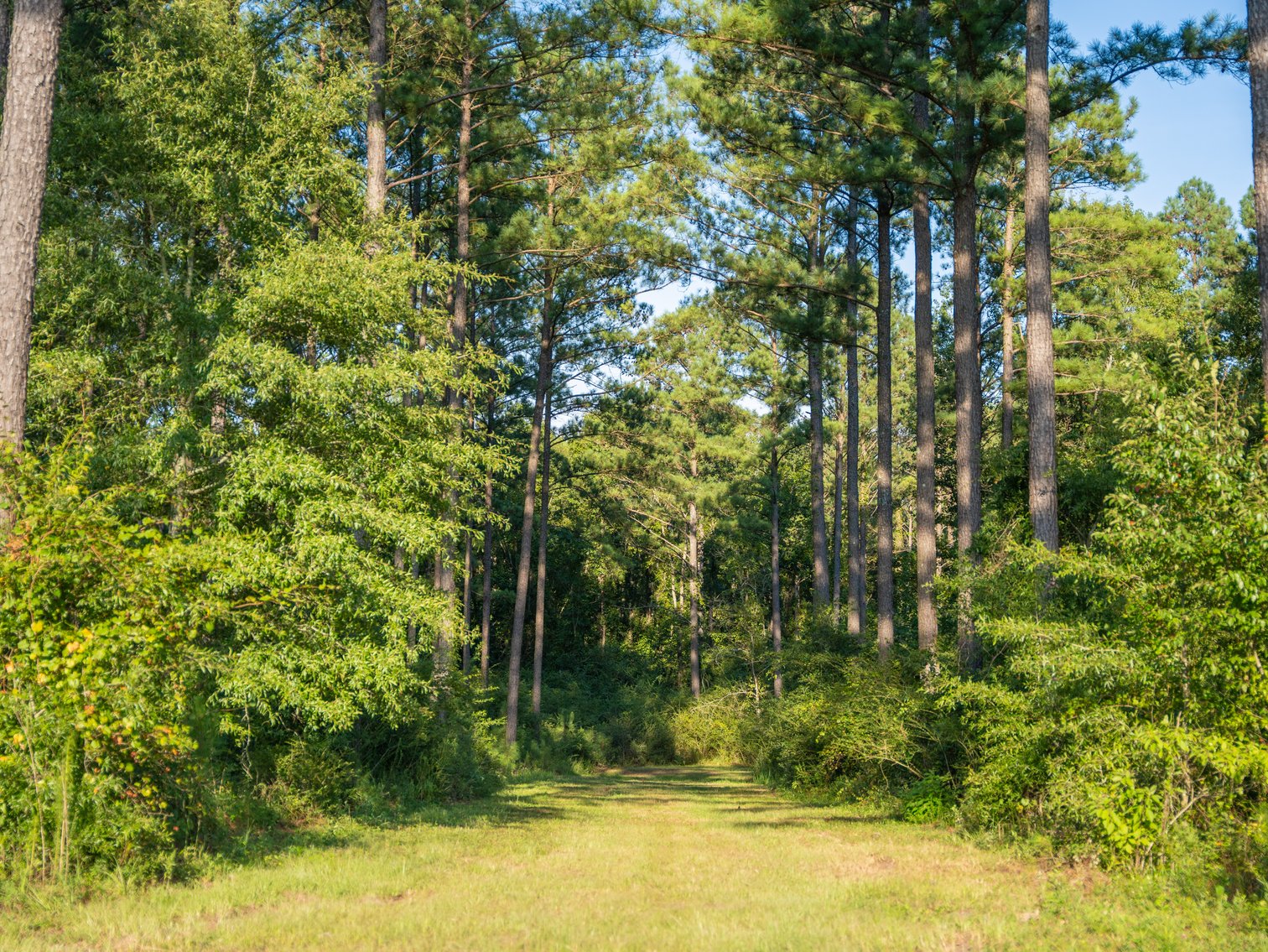 Image for 600+/- Acres - Bedenbaugh Place - Sumter County, GA